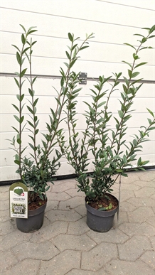 Liguster `Liga` i potte, 60 -100 cm